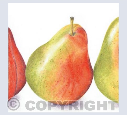 three pears (detail 1)