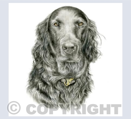 Flat Coated Retriever