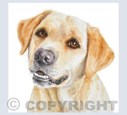 Golden Labrador