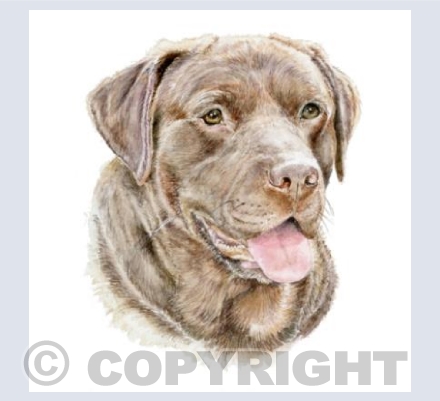 Chocolate Labrador