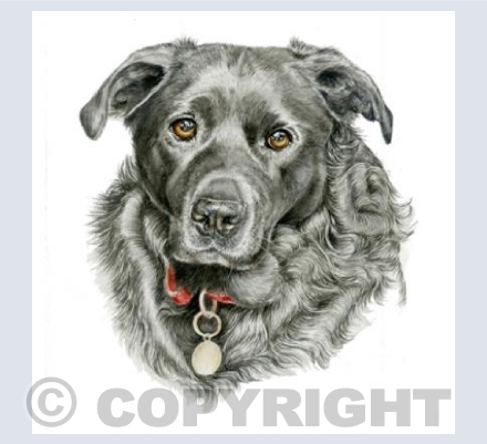 Black Labrador