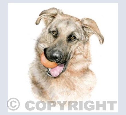 German Shepherd Dog