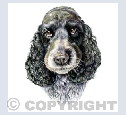 Cocker Spaniel