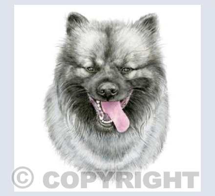 Keeshond