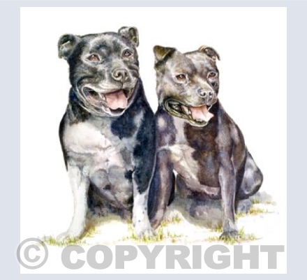 Staffordshire Bull Terrier