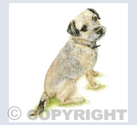 Border Terrier