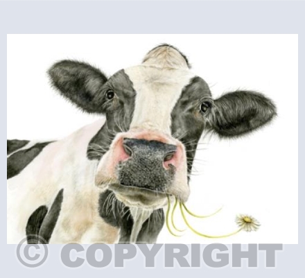 Daisy
