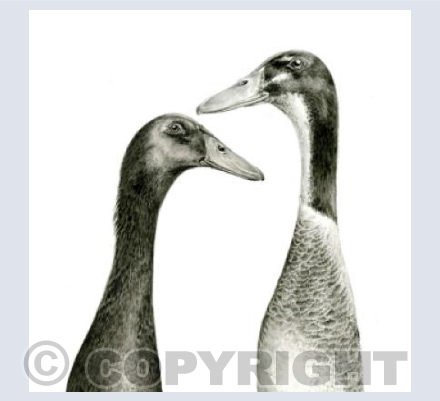 Indian Runner Ducks Card 1