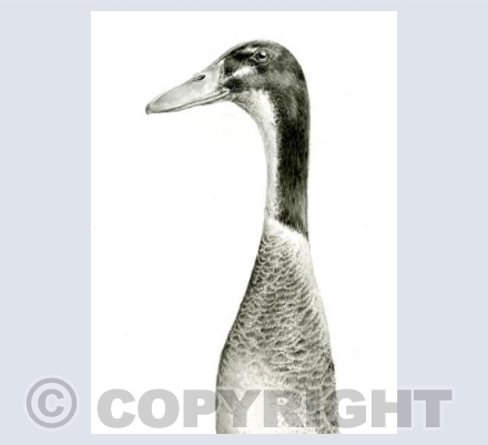 Indian Runner Duck 1