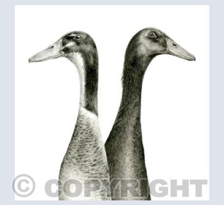 Indian Runner Ducks 3