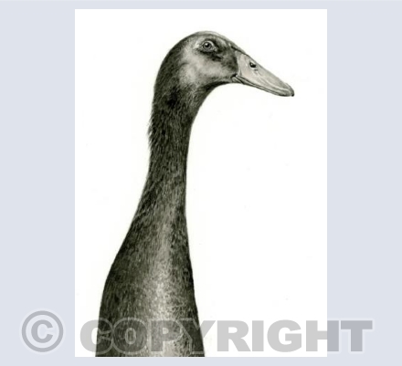 Indian Runner Duck 2