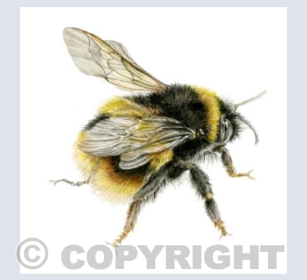 Bees Wings