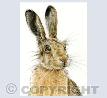 Brown Hare Study