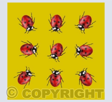 Ladybugs - Yellow