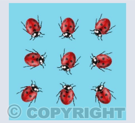 Ladybugs - Blue