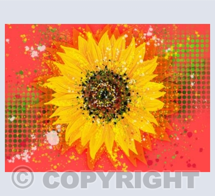 Sunflower - Red