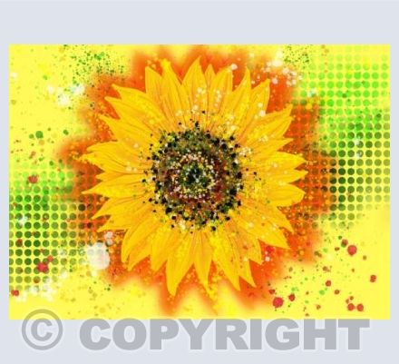 Sunflower - Yellow