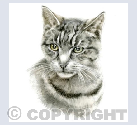 Silver Tabby