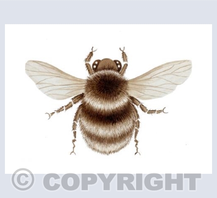 The Sepia Bee