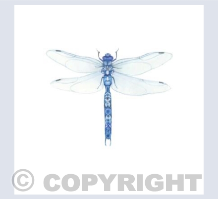 The Blue Dragonfly