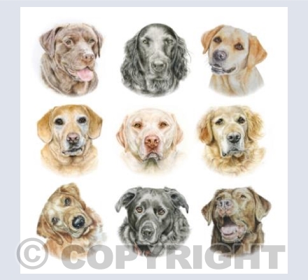 Dogs - The Retrievers
