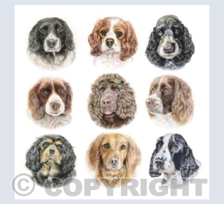 Dogs - The Spaniels