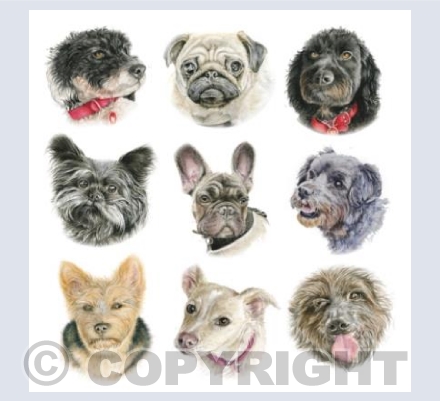 Dogs- Small cute breeds