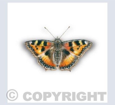 Tortoiseshell Butterfly card