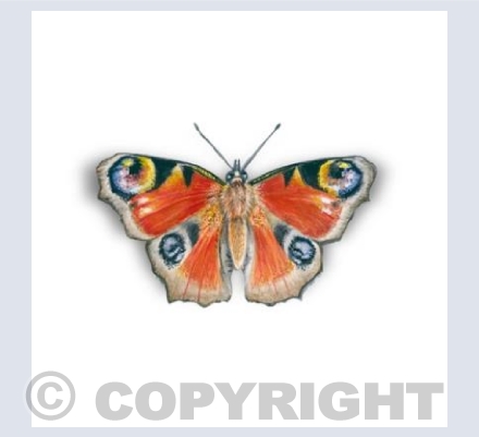 Peacock Butterfly Card