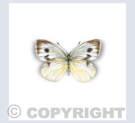 Cabbage White Butterfly Card