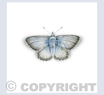 Chalk Blue Butterfly Card
