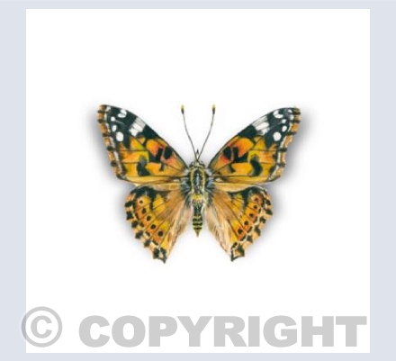 Painted Lady Butterfly Card