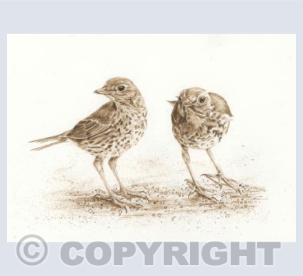 The Thrushes