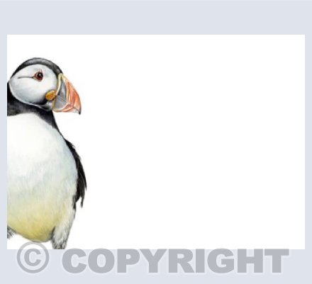 Cute Puffin