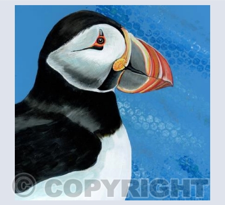 Puffin Face