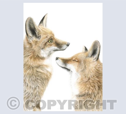 Fox Love