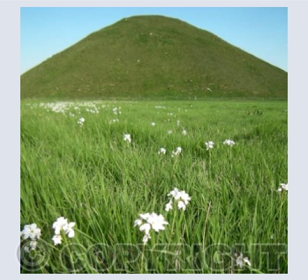 Silbury Cuckoo Flowers