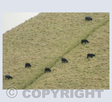 Silbury Sheep