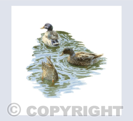 Dabbling Ducks