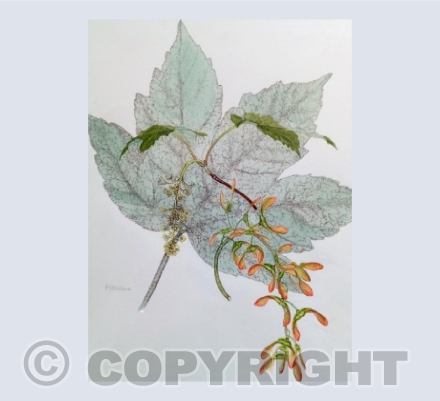 Sycamore by Penny Stevens
