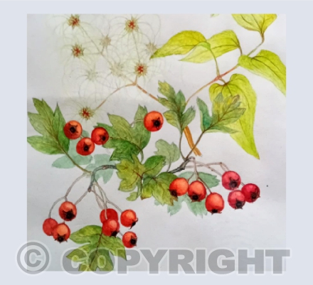Hedgerow Plants by Penny Stevens
