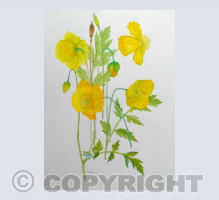 Yellow Poppies by Penny Stevens