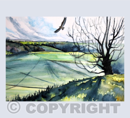 Buzzard over Witcombe Valley, Ham Hill