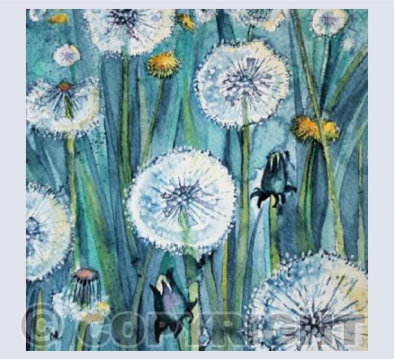 Dandelions
