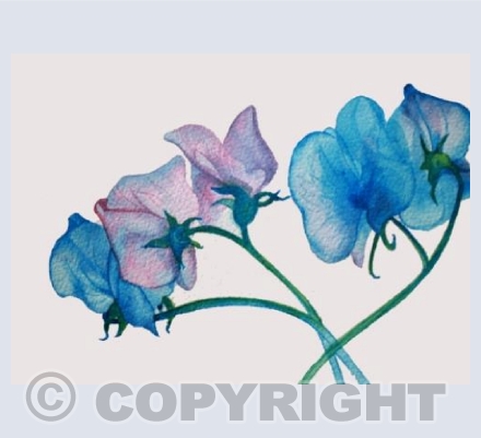 Sweet Peas