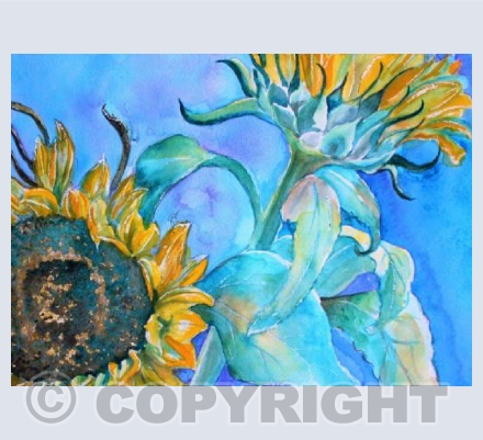 Sunflowers