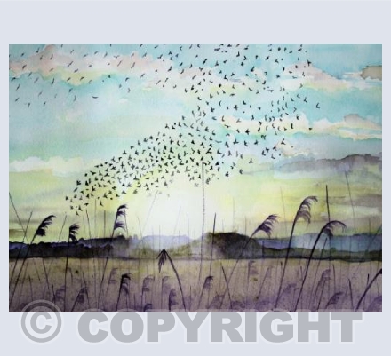 Starlings on the Avalon Marshes