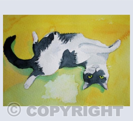 Sunshine Cat