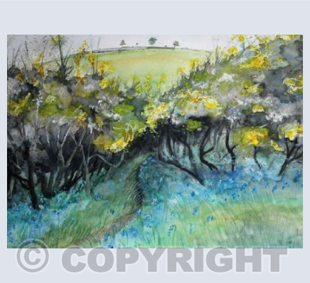 Gorse and Bluebells