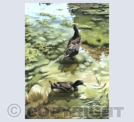 Biddestone Ducks